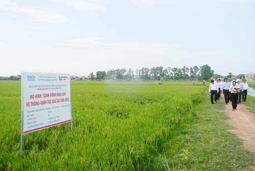 Quang Binh’s agricultural production is thriving thanks to large-scale field model - ảnh 1